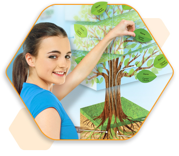 Career Tree